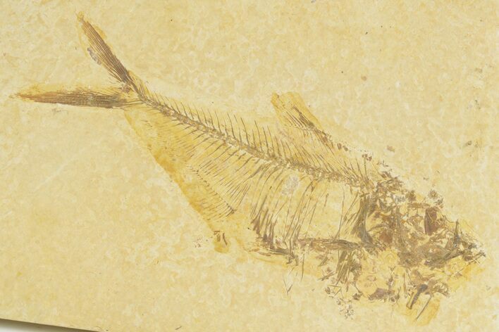 Bargain, Detailed Fossil Fish (Diplomystus) - Wyoming #379351